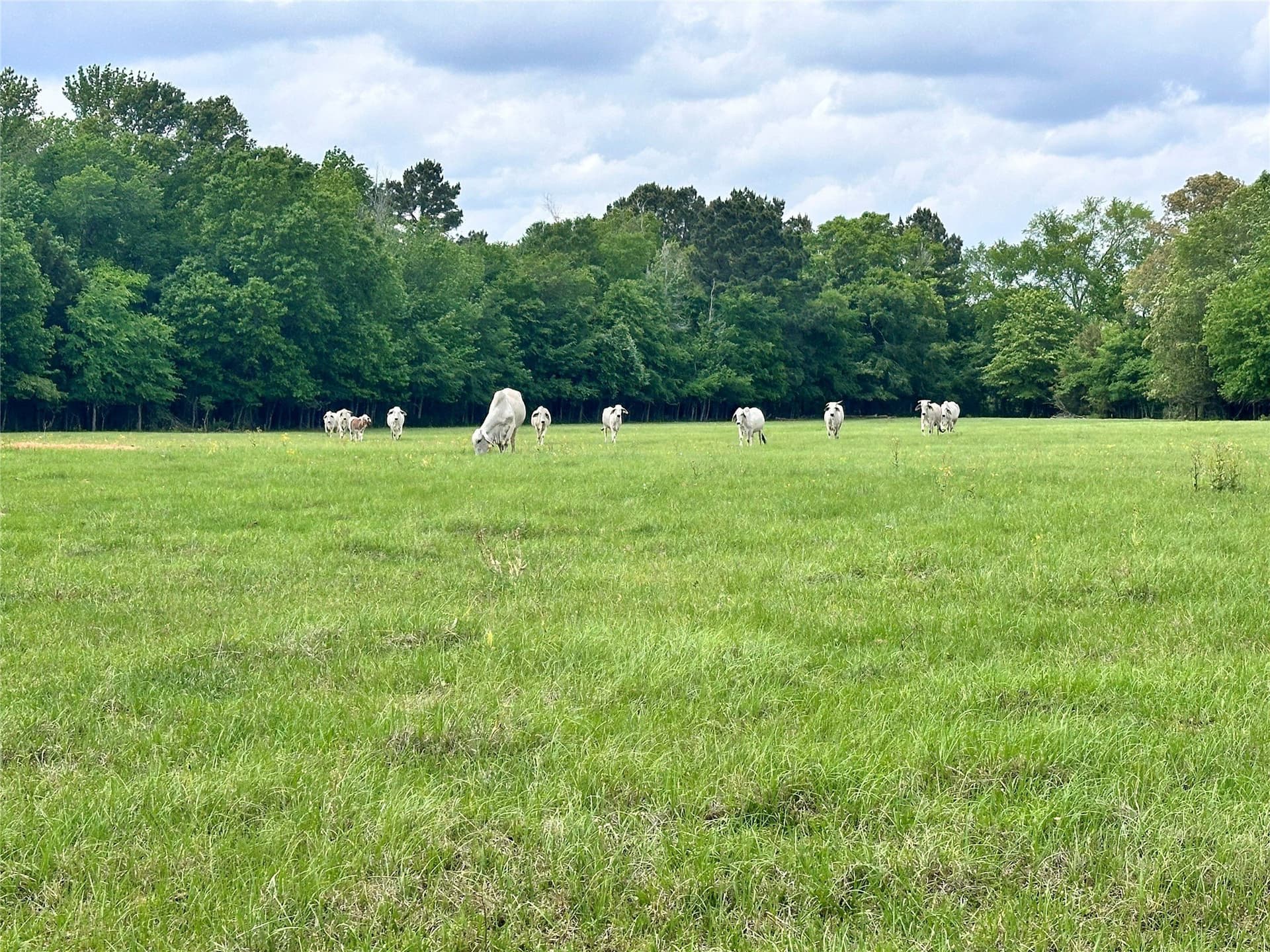 32.55 acres in Anderson County - photo 22