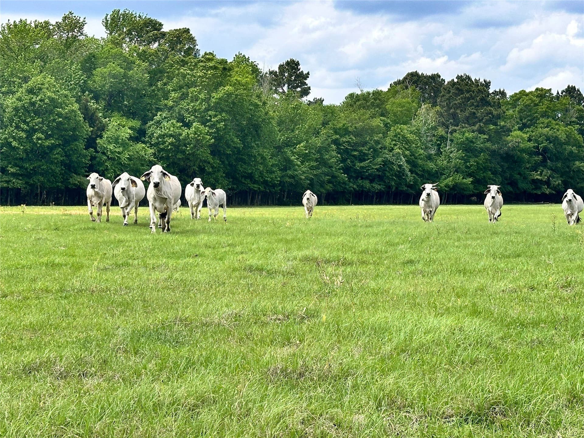 32.55 acres in Anderson County - photo 21