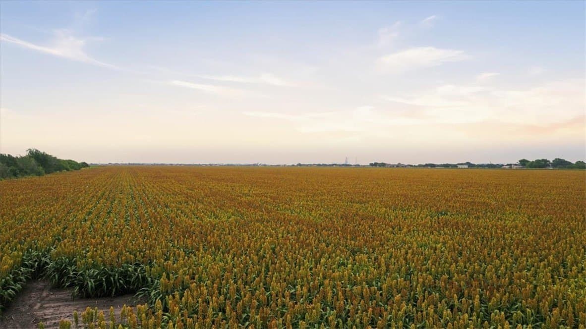 127.6 acres in San Patricio County featured view