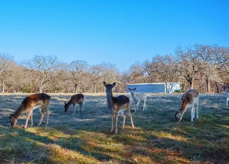 1 acres in Freestone County - photo 4