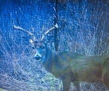 36 acres in Bell County - photo 39