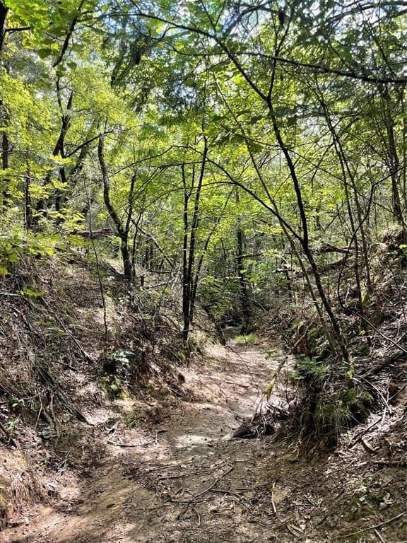 15.5 acres in Fannin County gallery image 4