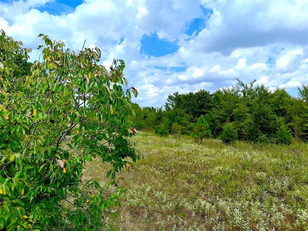 15.5 acres in Fannin County gallery image 3