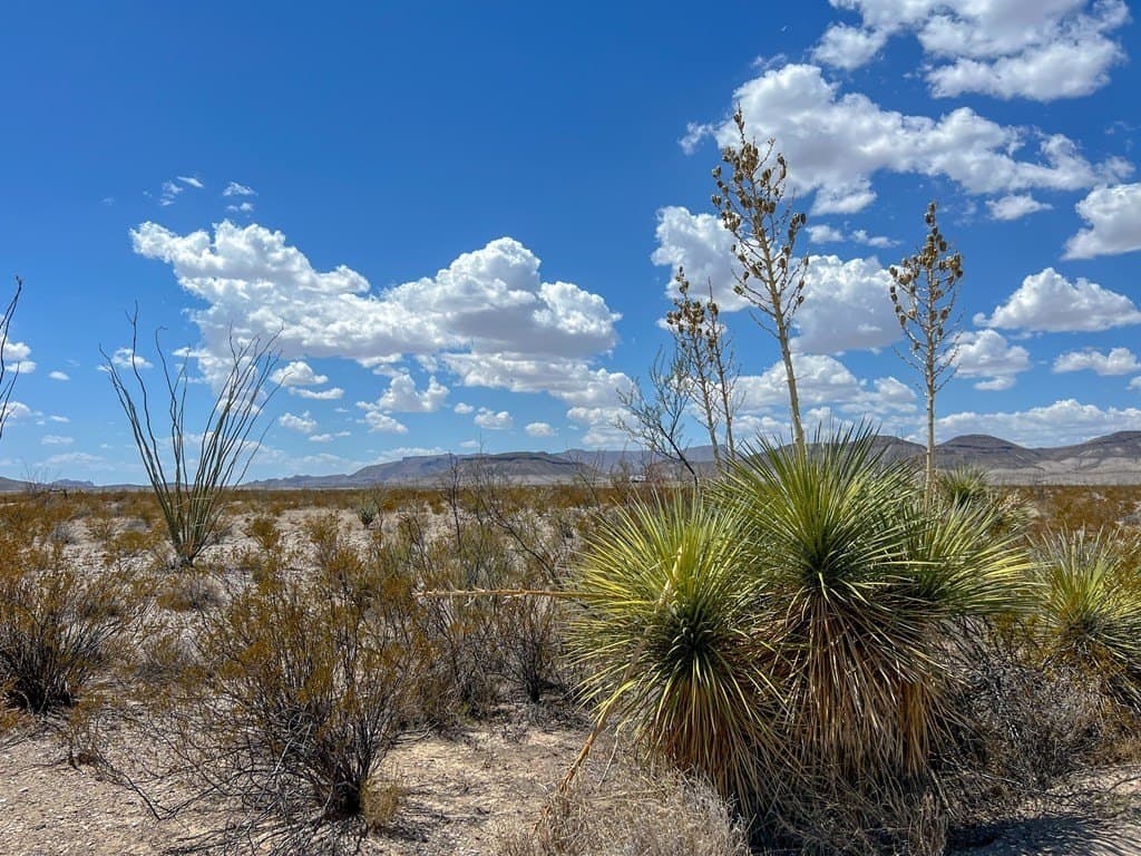 5 acres in Brewster County gallery image 4