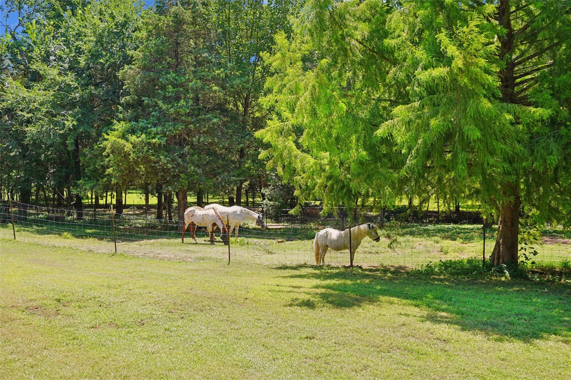11.6 acres in Grayson County gallery image 4