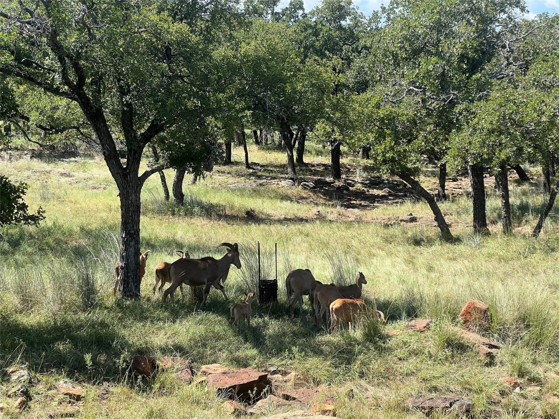 3.77 acres in Palo Pinto County - photo 8