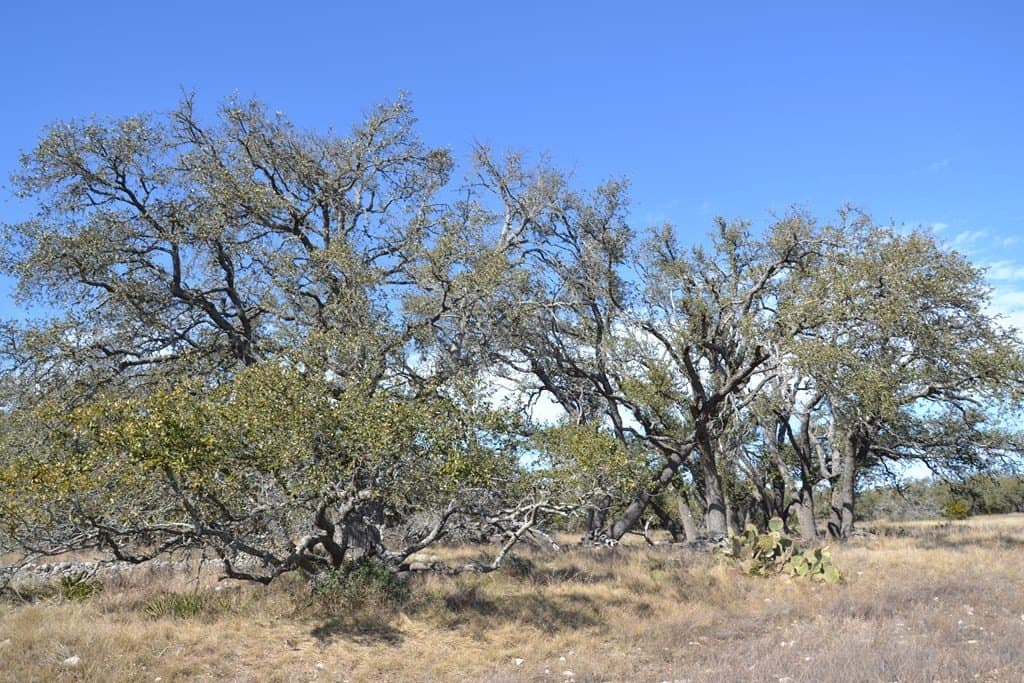 11.33 acres in Gillespie County gallery image 2