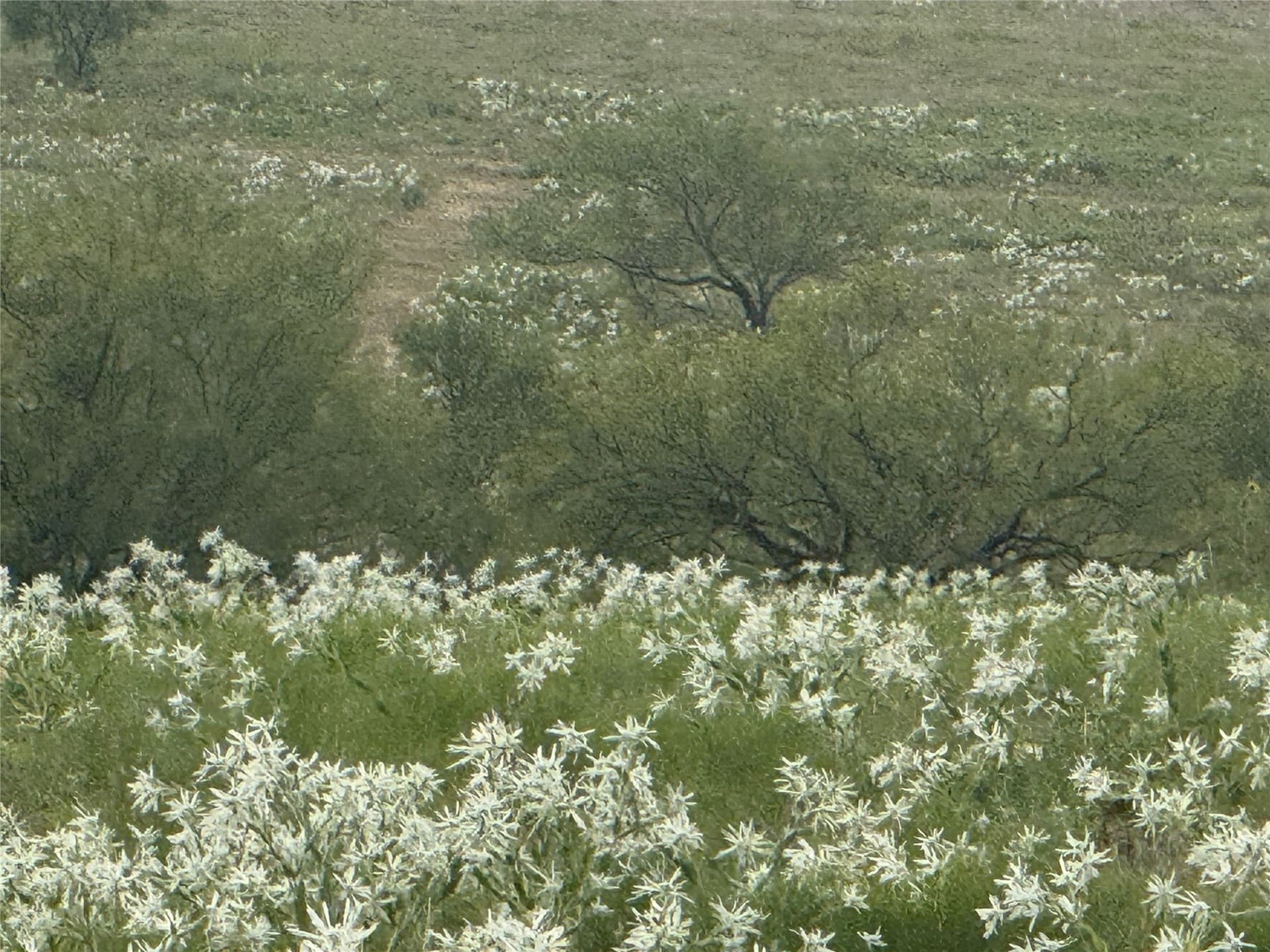 10.2 acres in Wise County - photo 4
