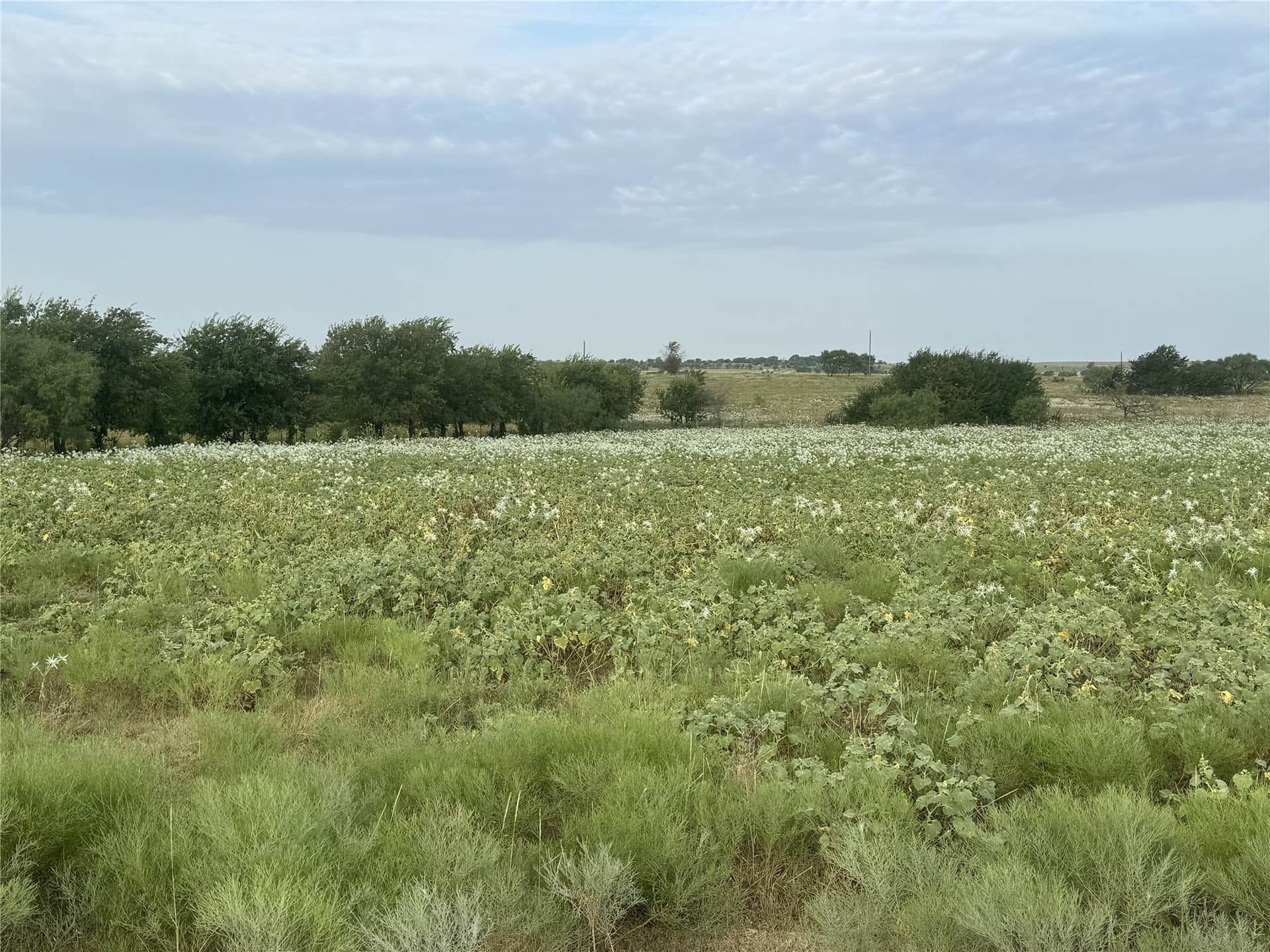10.2 acres in Wise County - photo 9