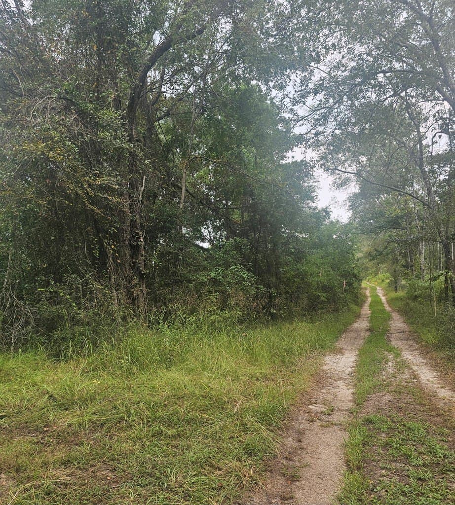 2 acres in Texas County gallery image 4
