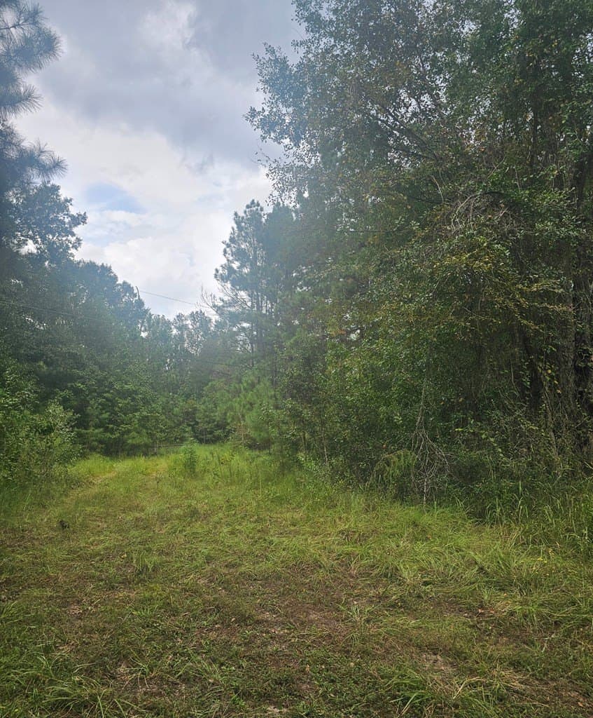 2 acres in Texas County gallery image 3