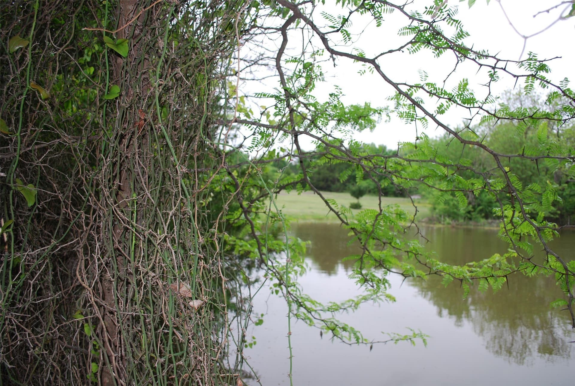 1.62 acres in Rockwall County gallery image 3