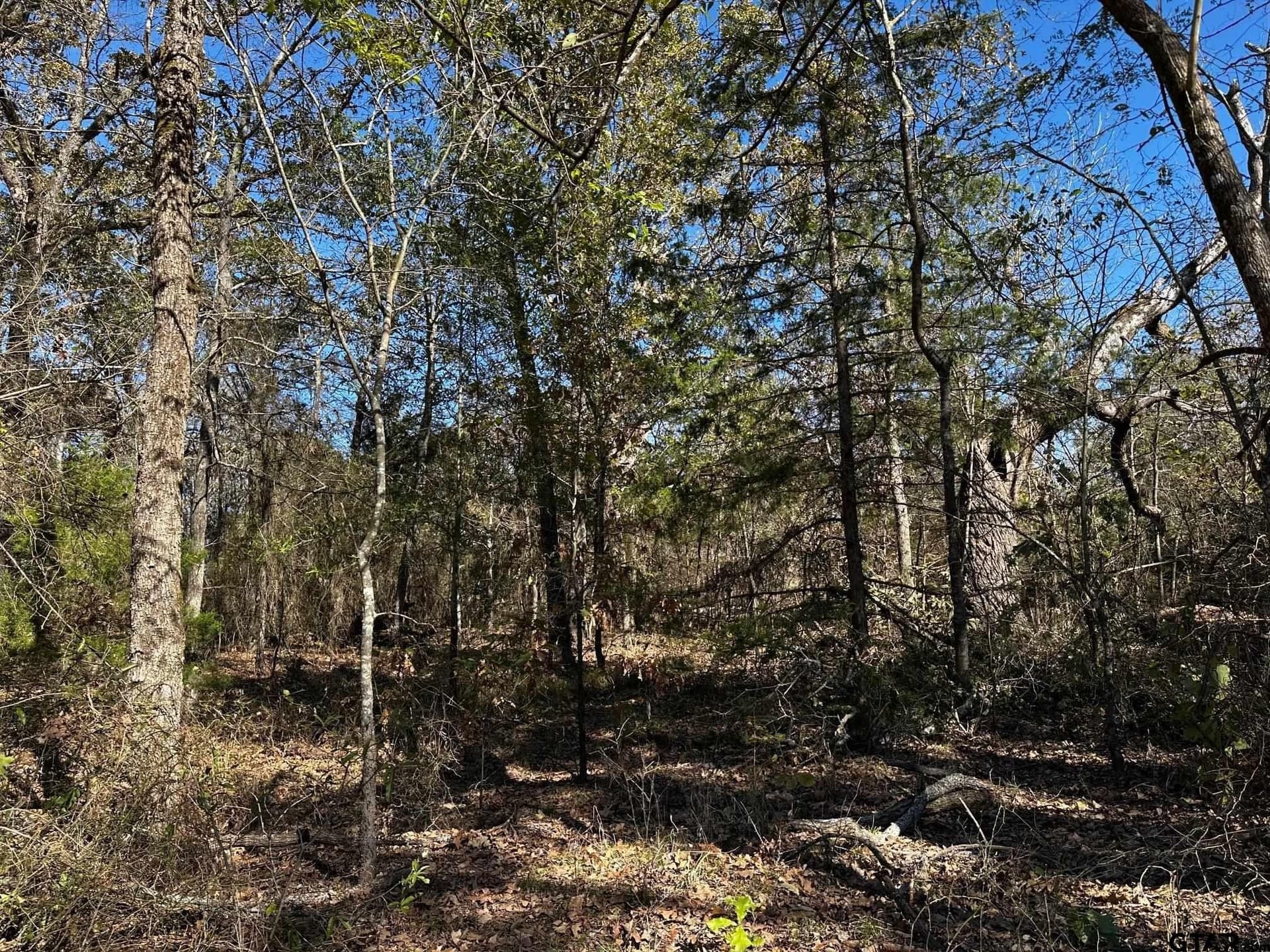 10.01 acres in Van Zandt County - photo 19