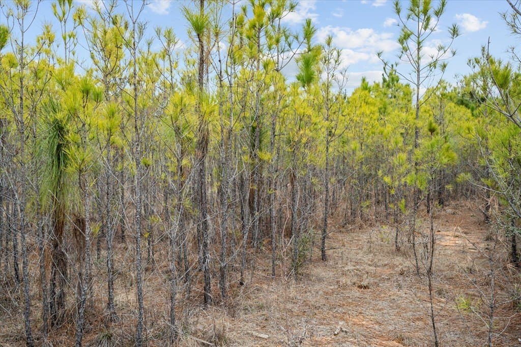 210 acres in Texas County - photo 9