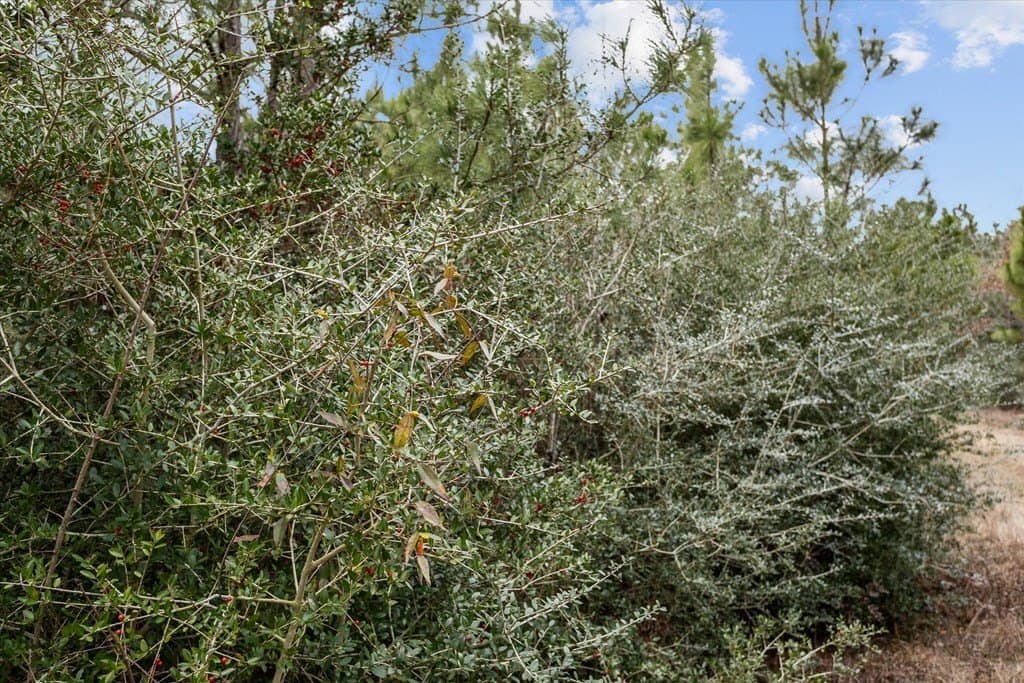 210 acres in Texas County - photo 10