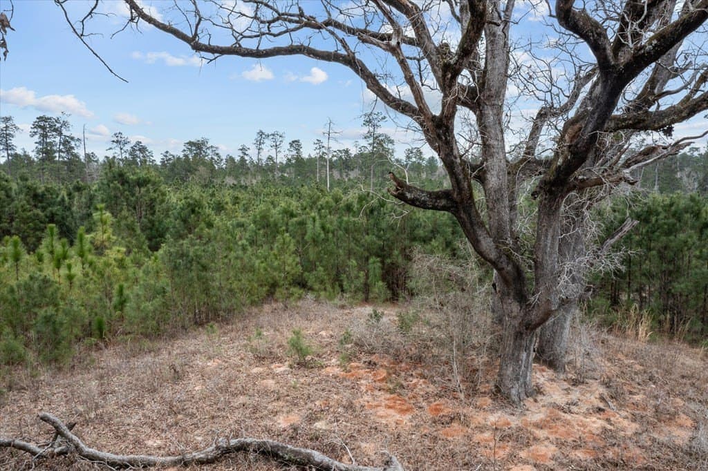 210 acres in Texas County - photo 17