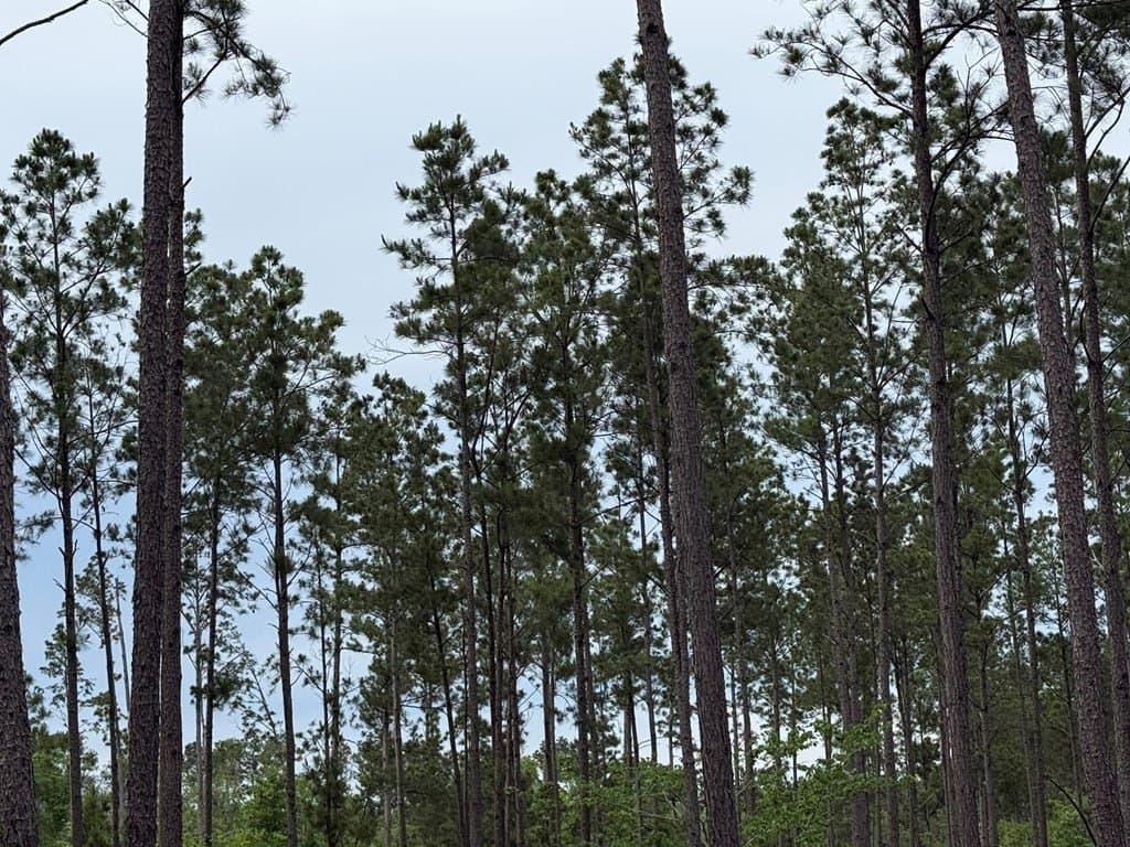 18.94 acres in Texas County featured view