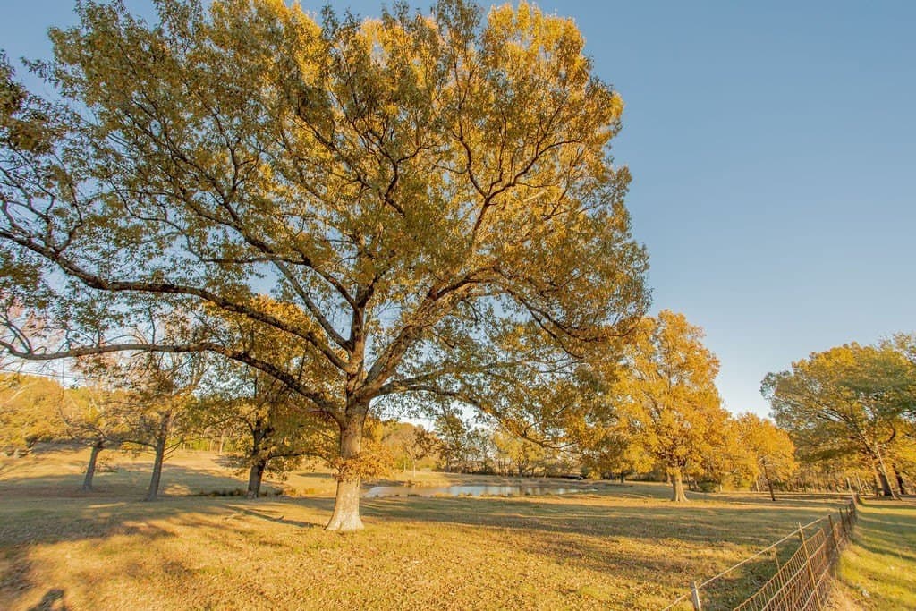 19.55 acres in Smith County - photo 39
