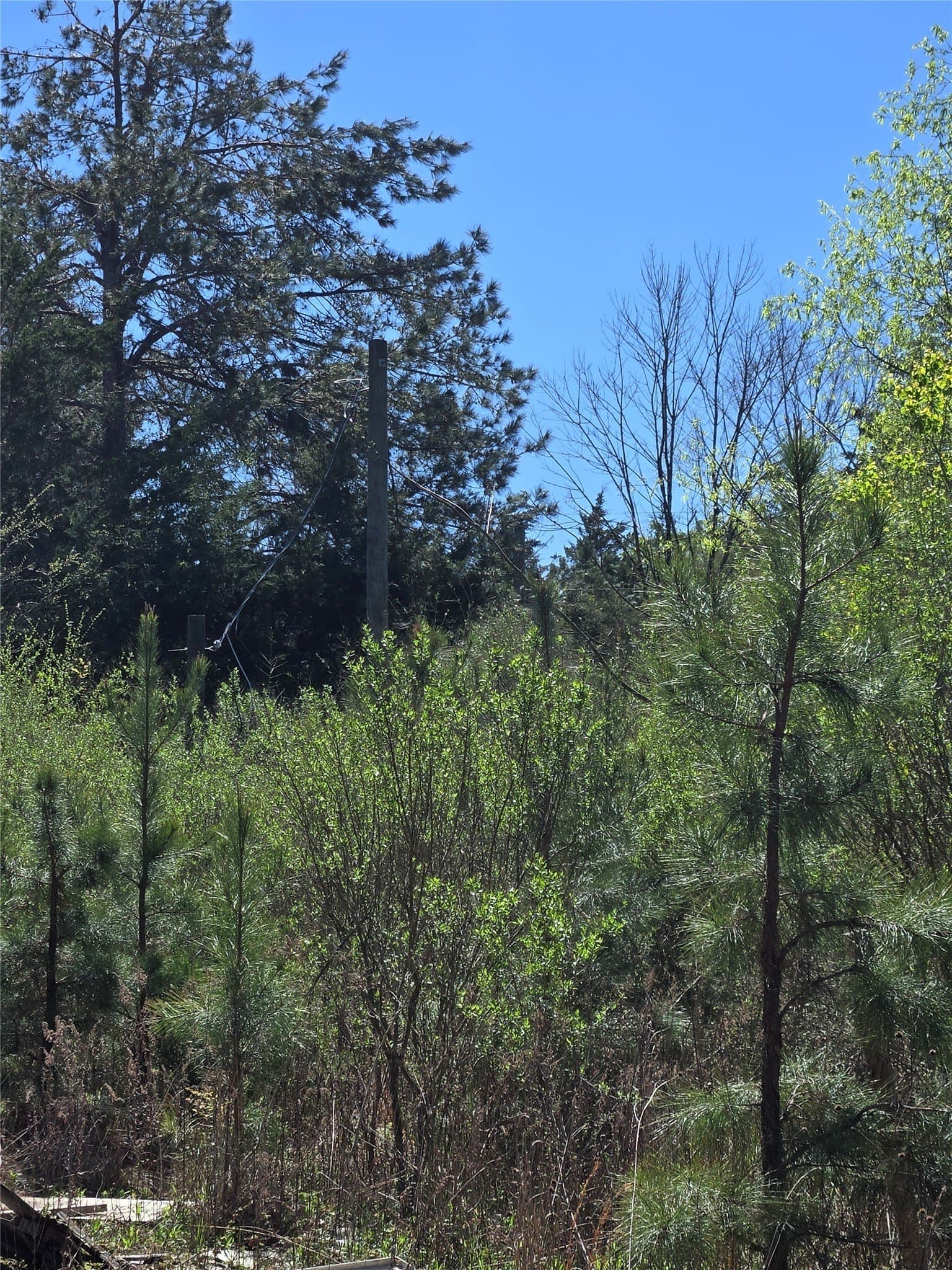 20.43 acres in Shelby County gallery image 2