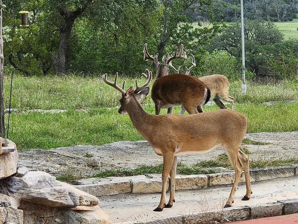 27.11 acres in Gillespie County - photo 69