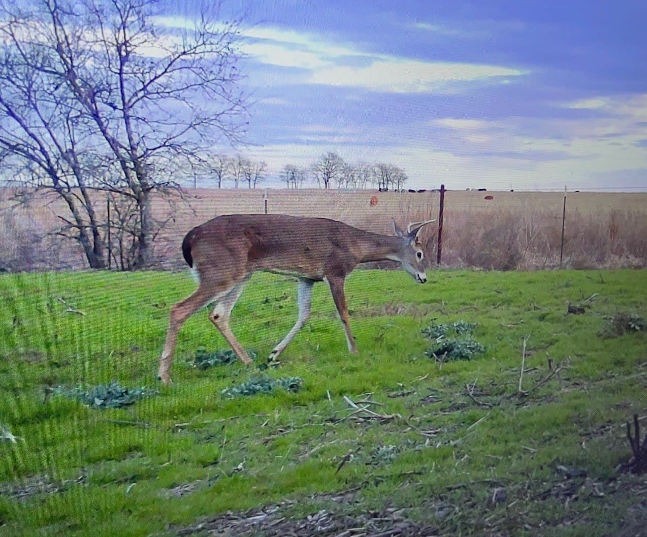 16 acres in McLennan County - photo 33