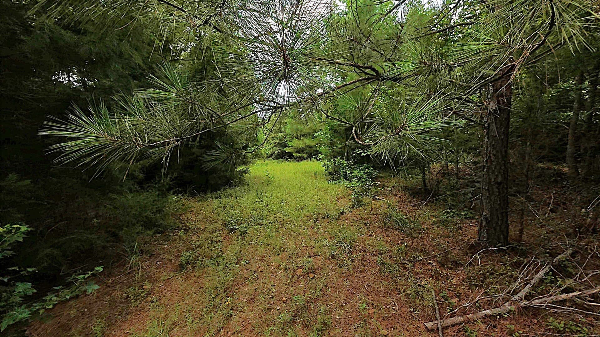 28 acres in Cass County - photo 2