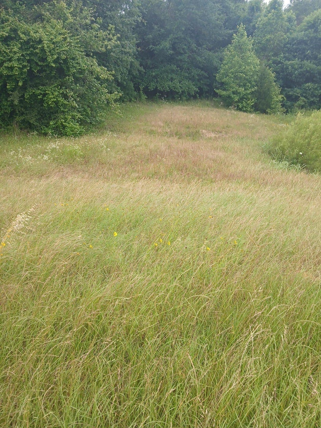 28 acres in Cass County - photo 31