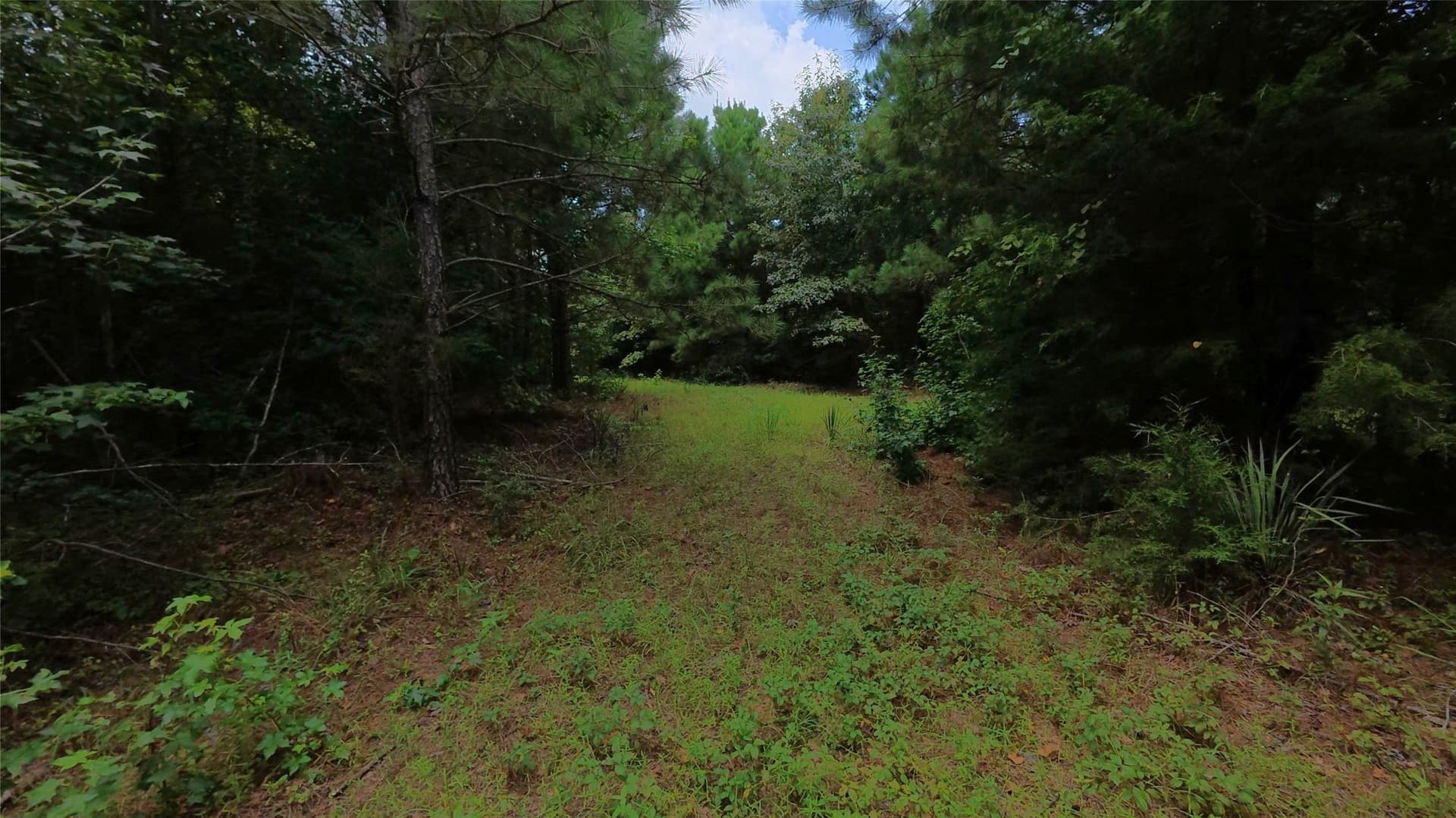 28 acres in Cass County - photo 17