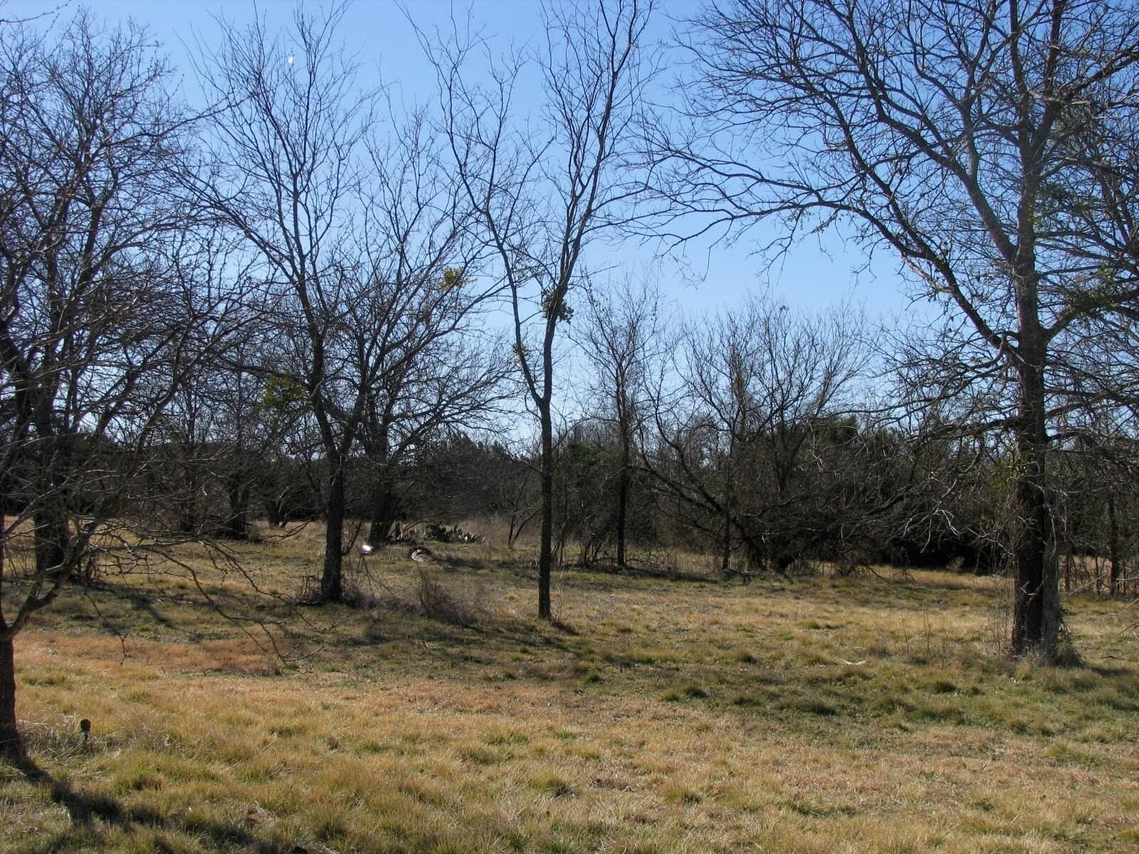 3 acres in Coryell County - photo 13