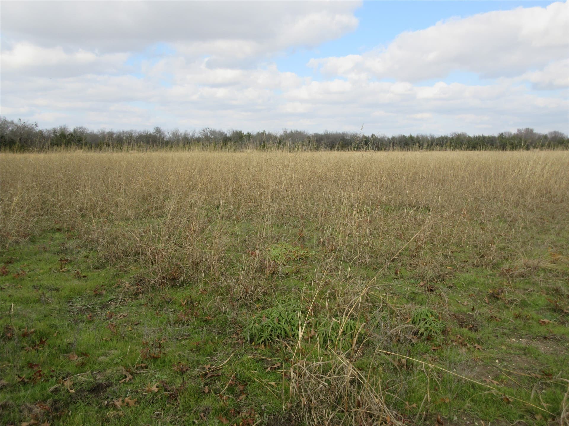 15.5 acres in Fannin County gallery image 4