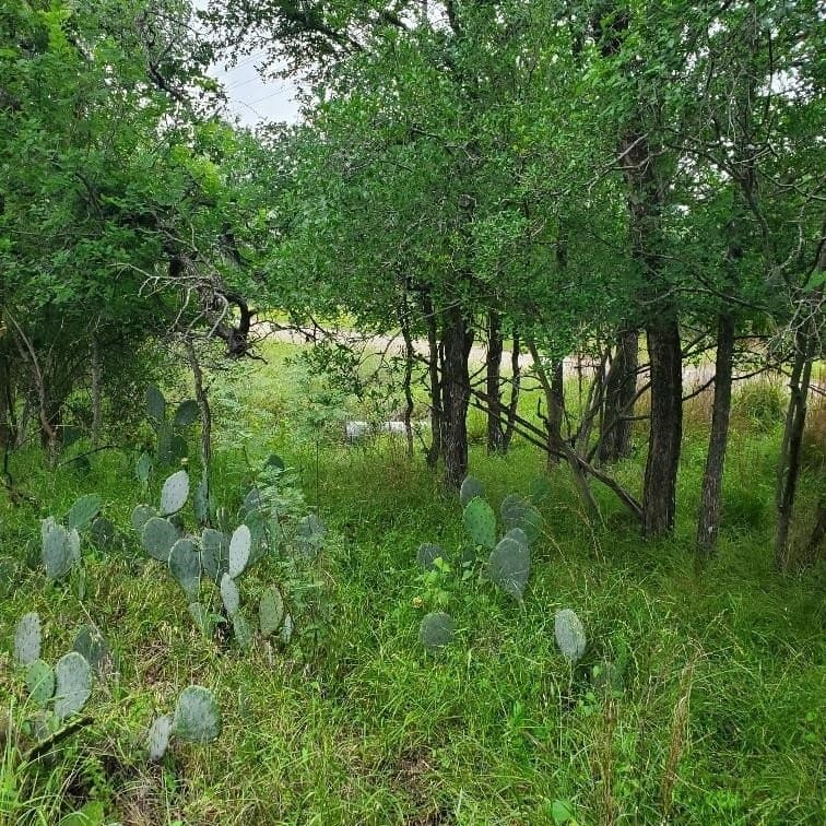 0.23 acres in Burnet County gallery image 2