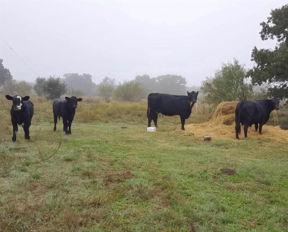 16.62 acres in Eastland County