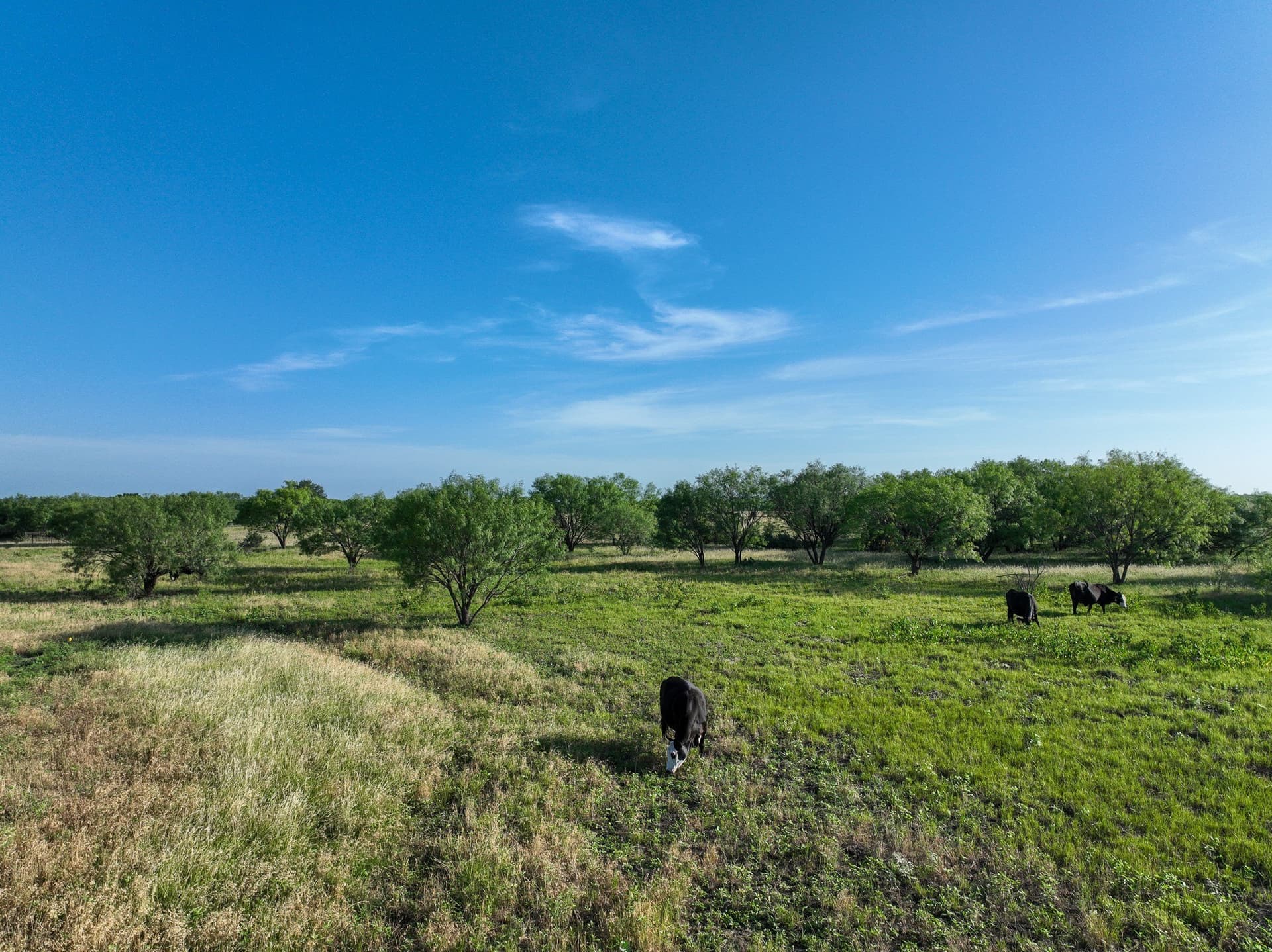 153.26 acres in Shackelford County - photo 10