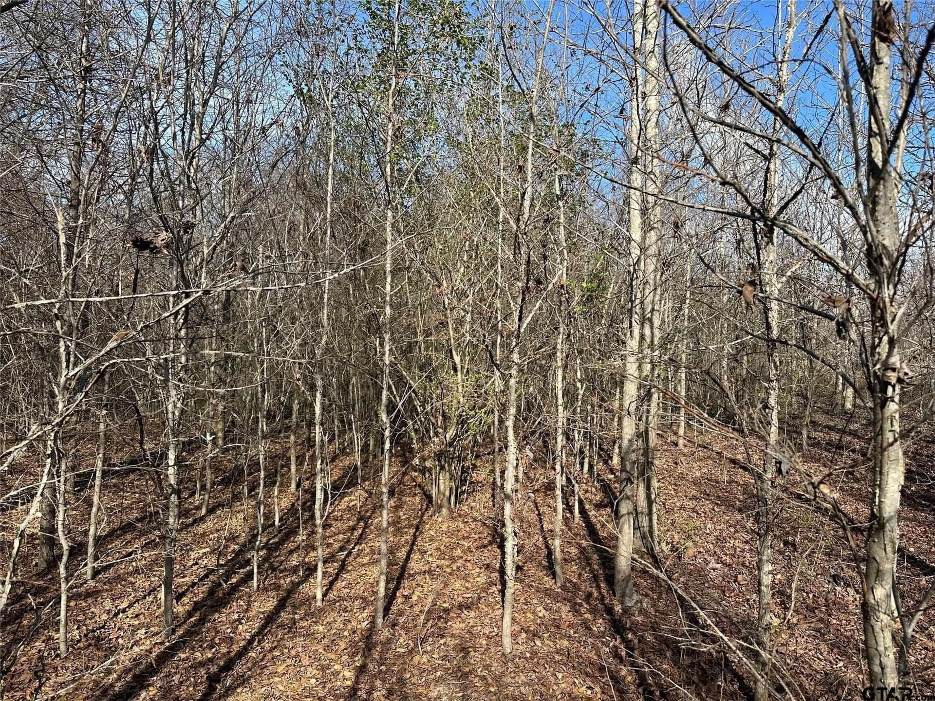 20 acres in Hopkins County - photo 6
