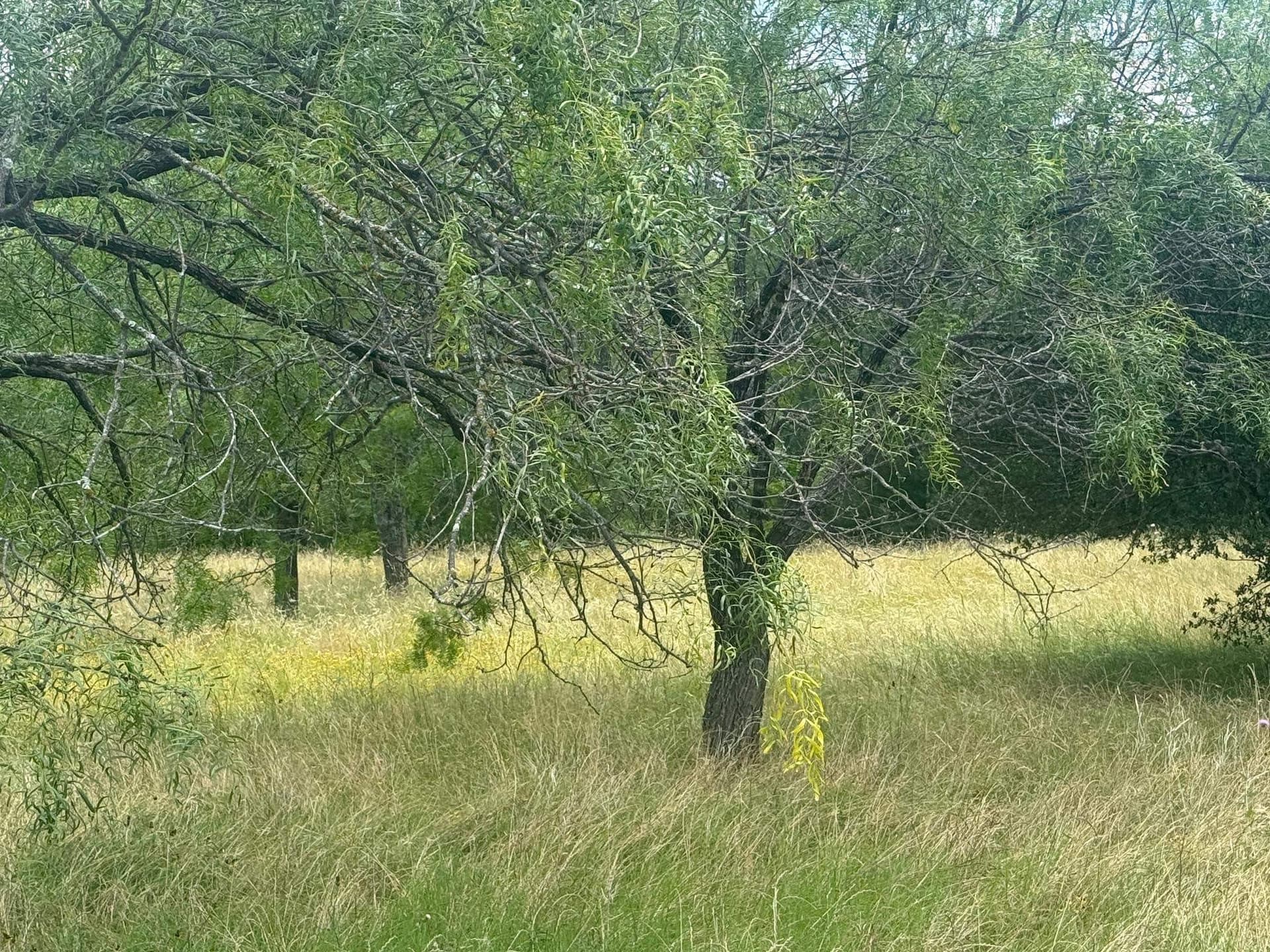 0.14 acres in Llano County gallery image 3