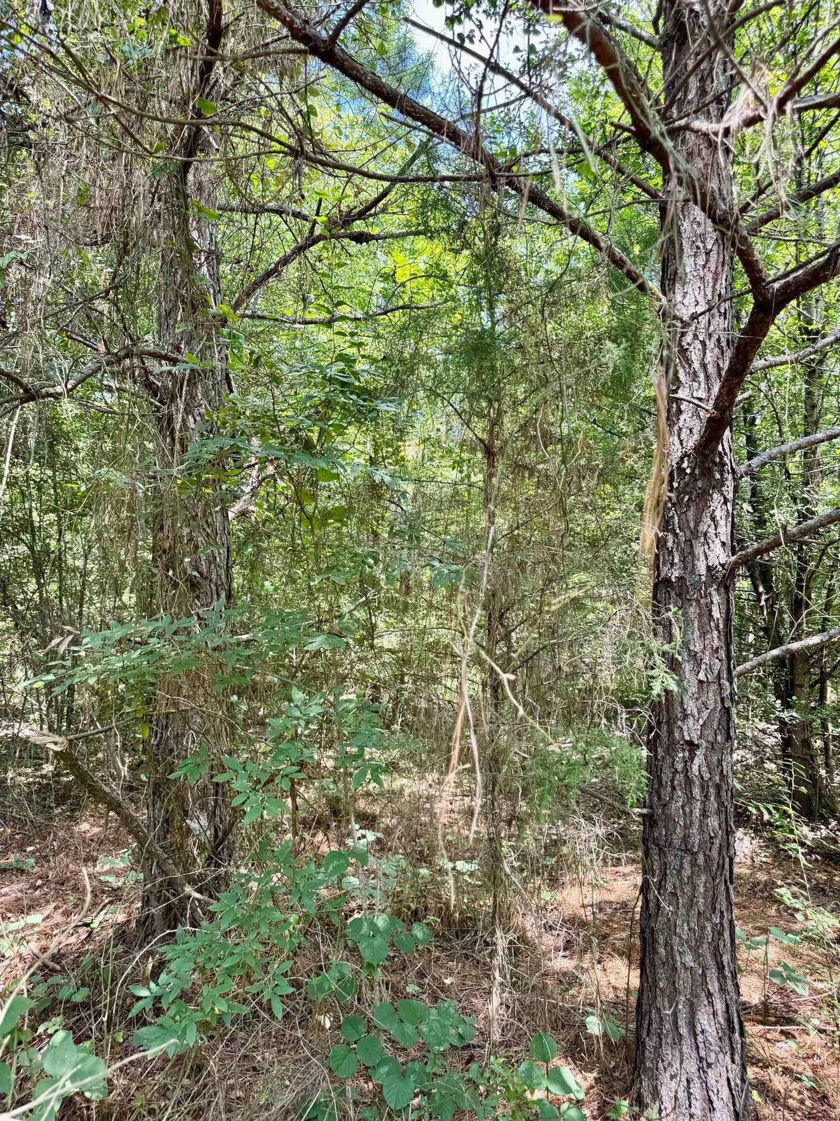 2 acres in Cass County - photo 21