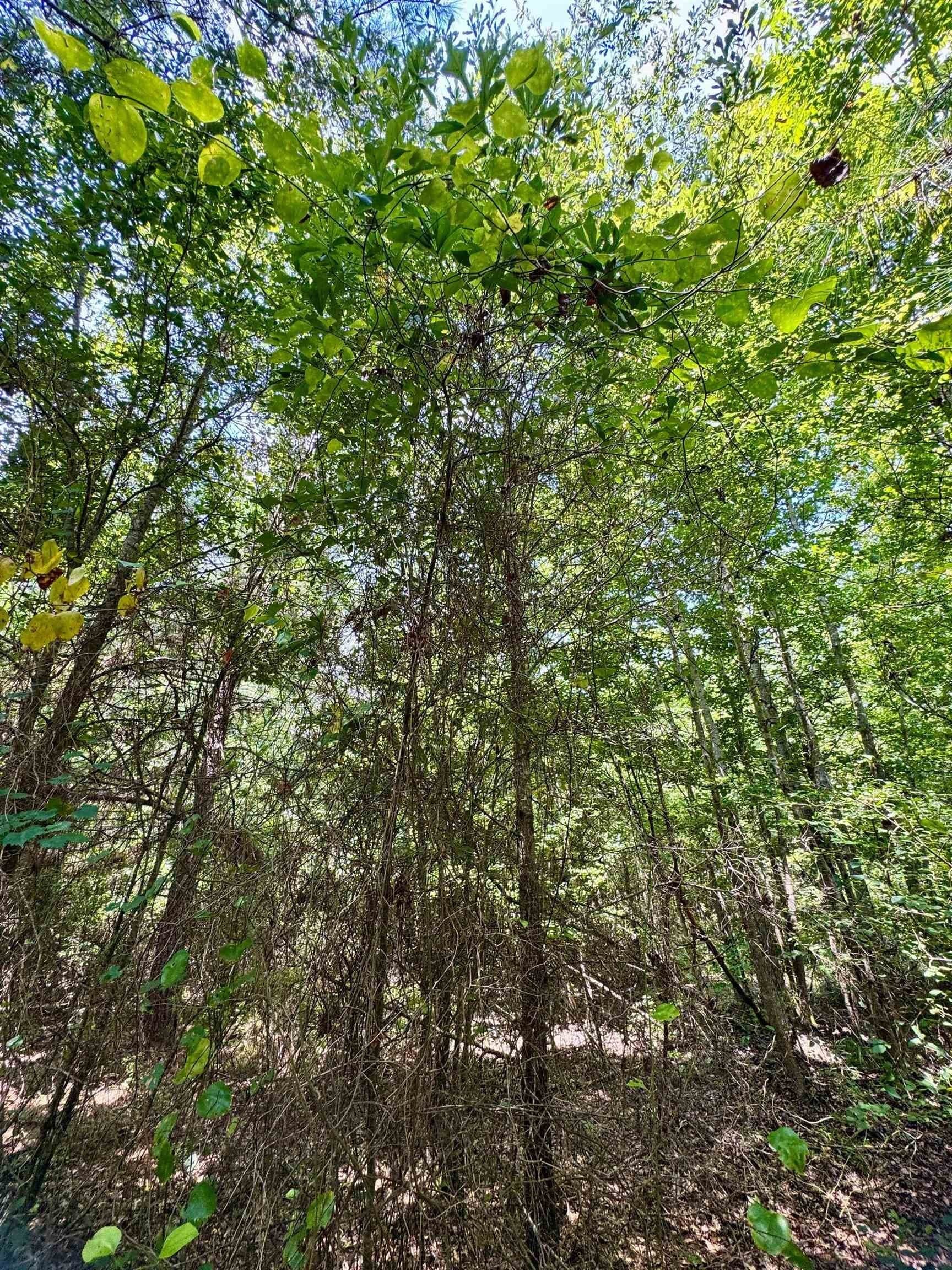 2 acres in Cass County - photo 15