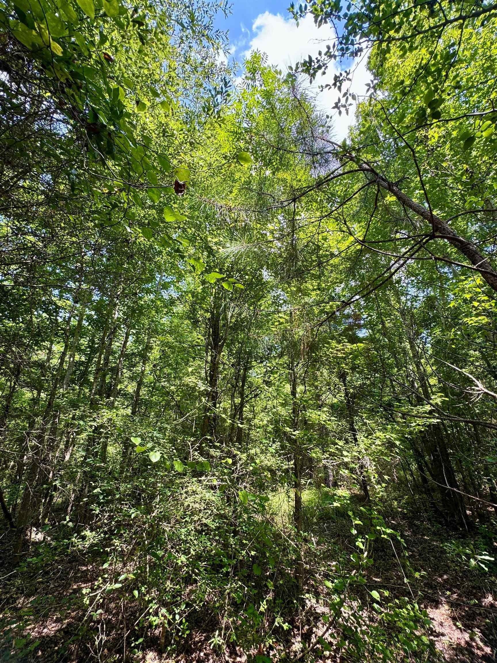 2 acres in Cass County - photo 16