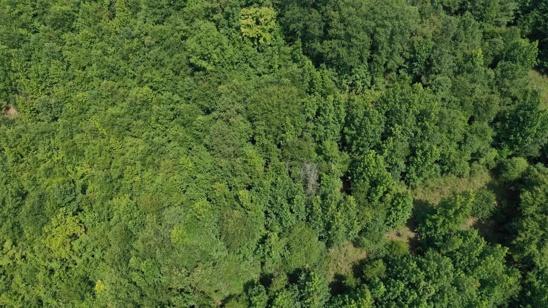 2 acres in Cass County - photo 9