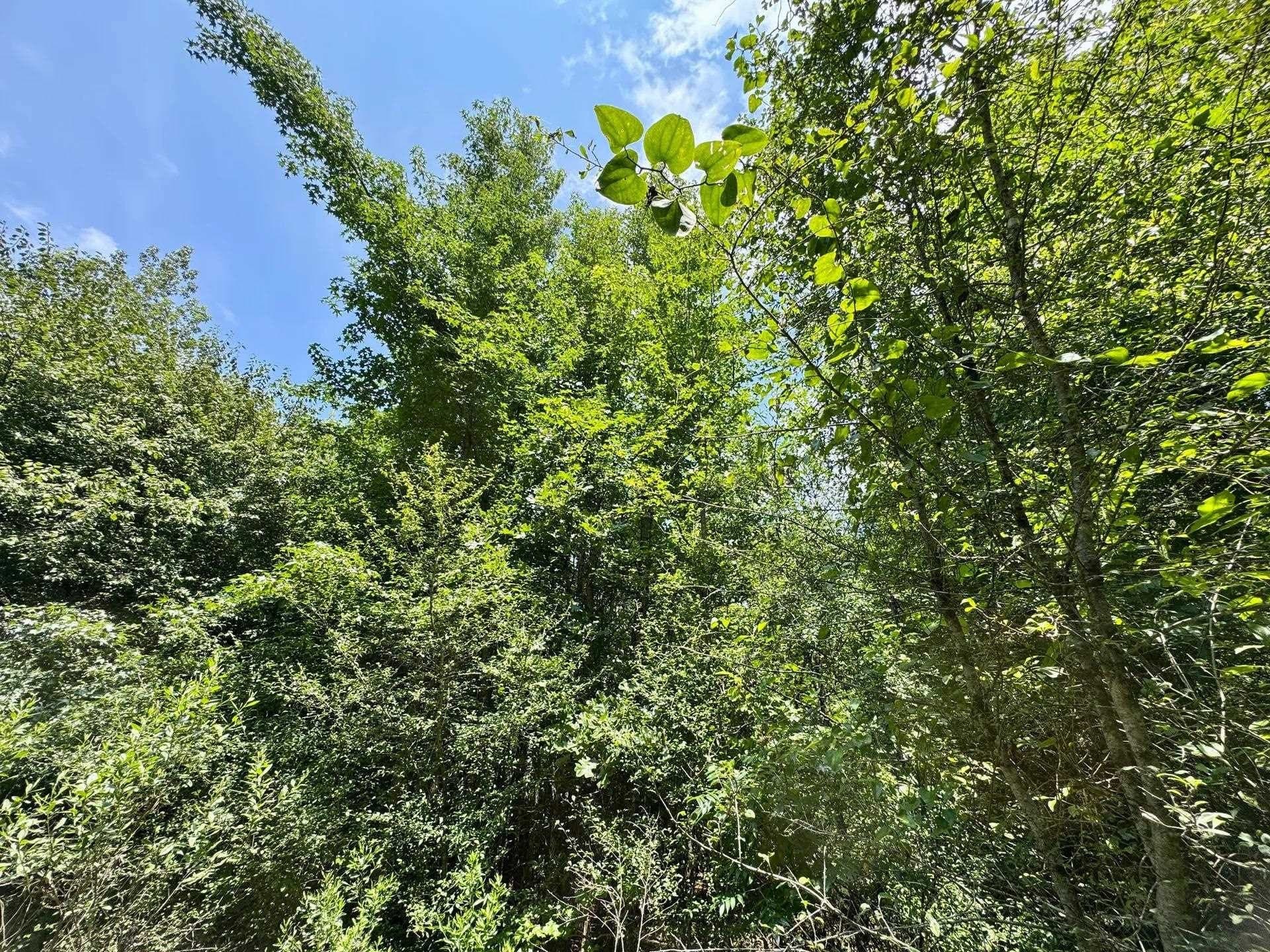 2 acres in Cass County - photo 18