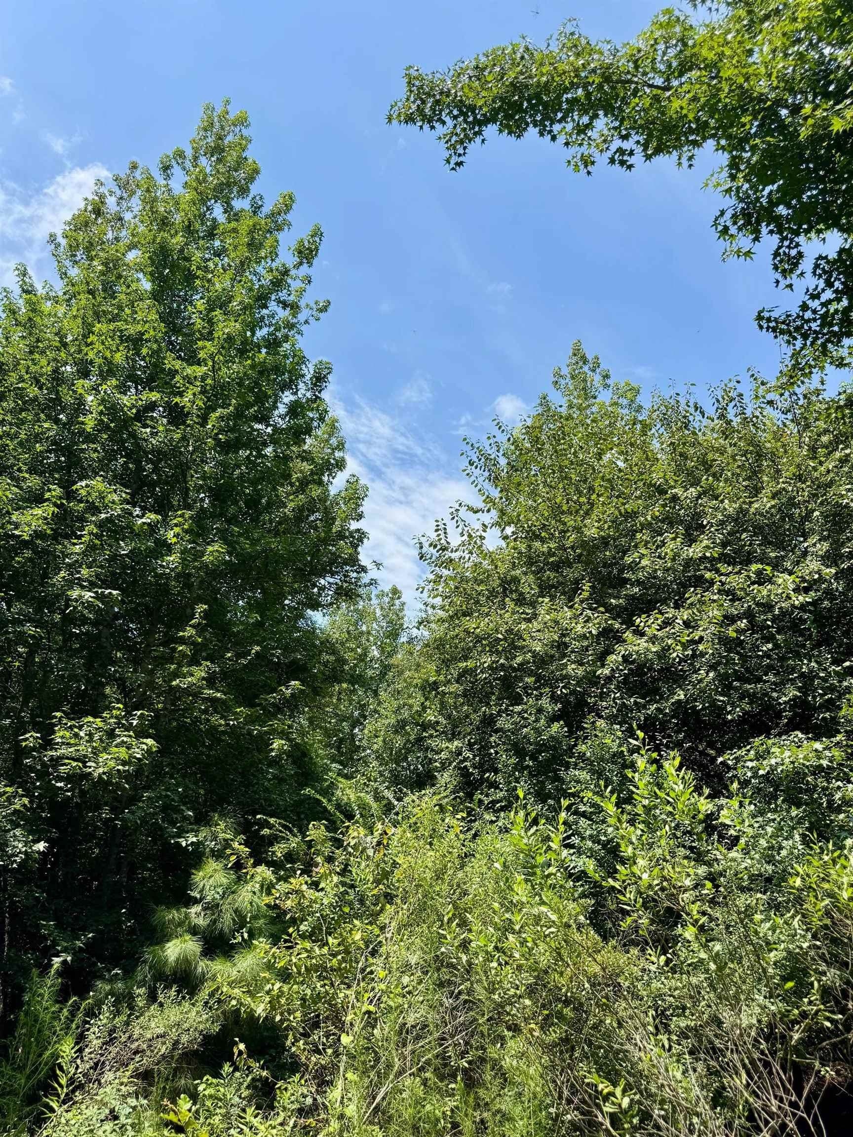 2 acres in Cass County - photo 17