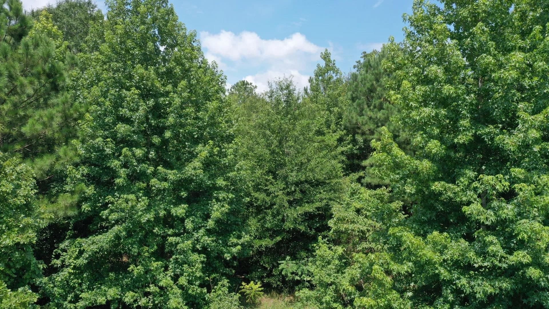 2 acres in Cass County gallery image 3