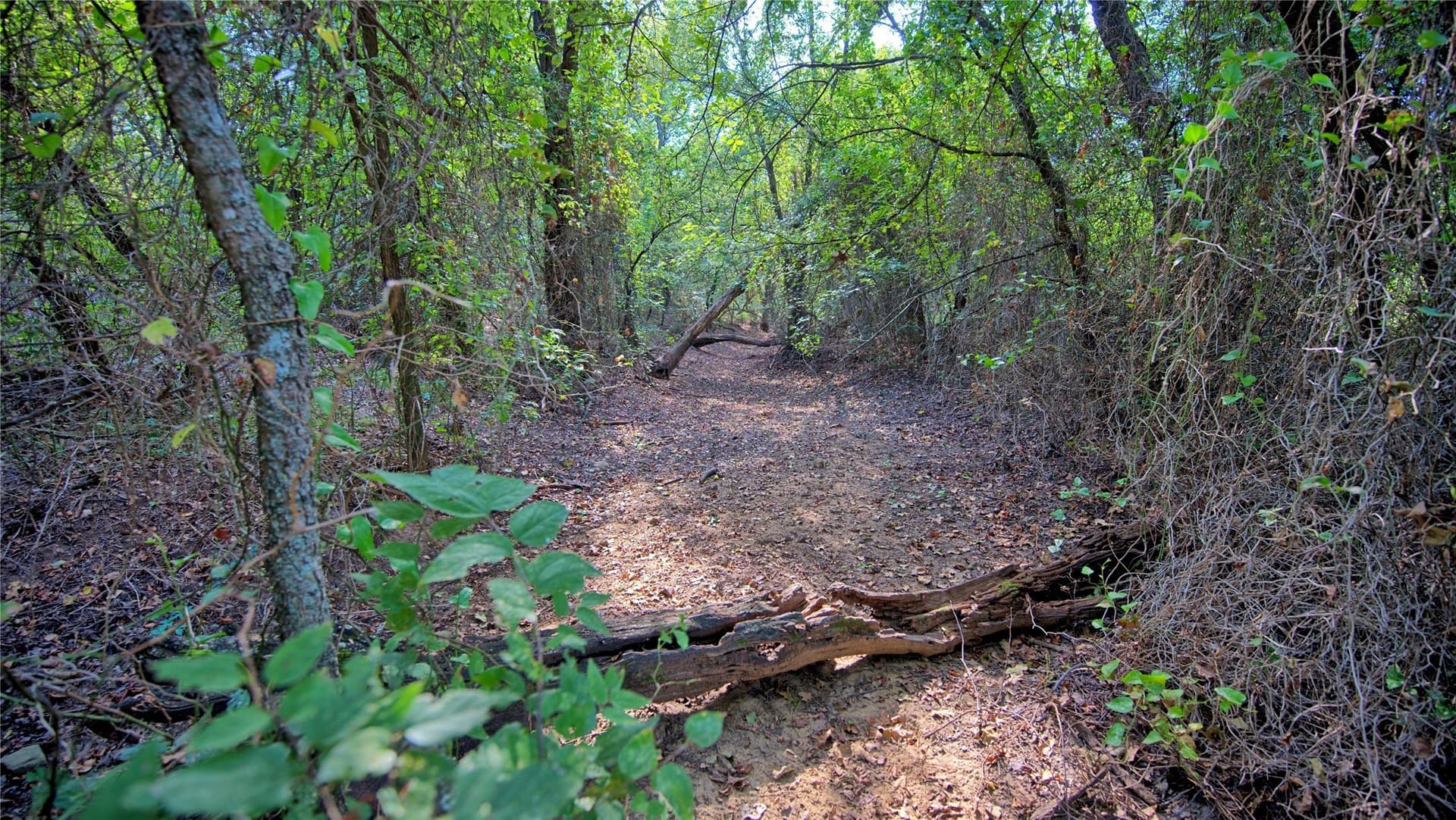 20 acres in Montague County - photo 8