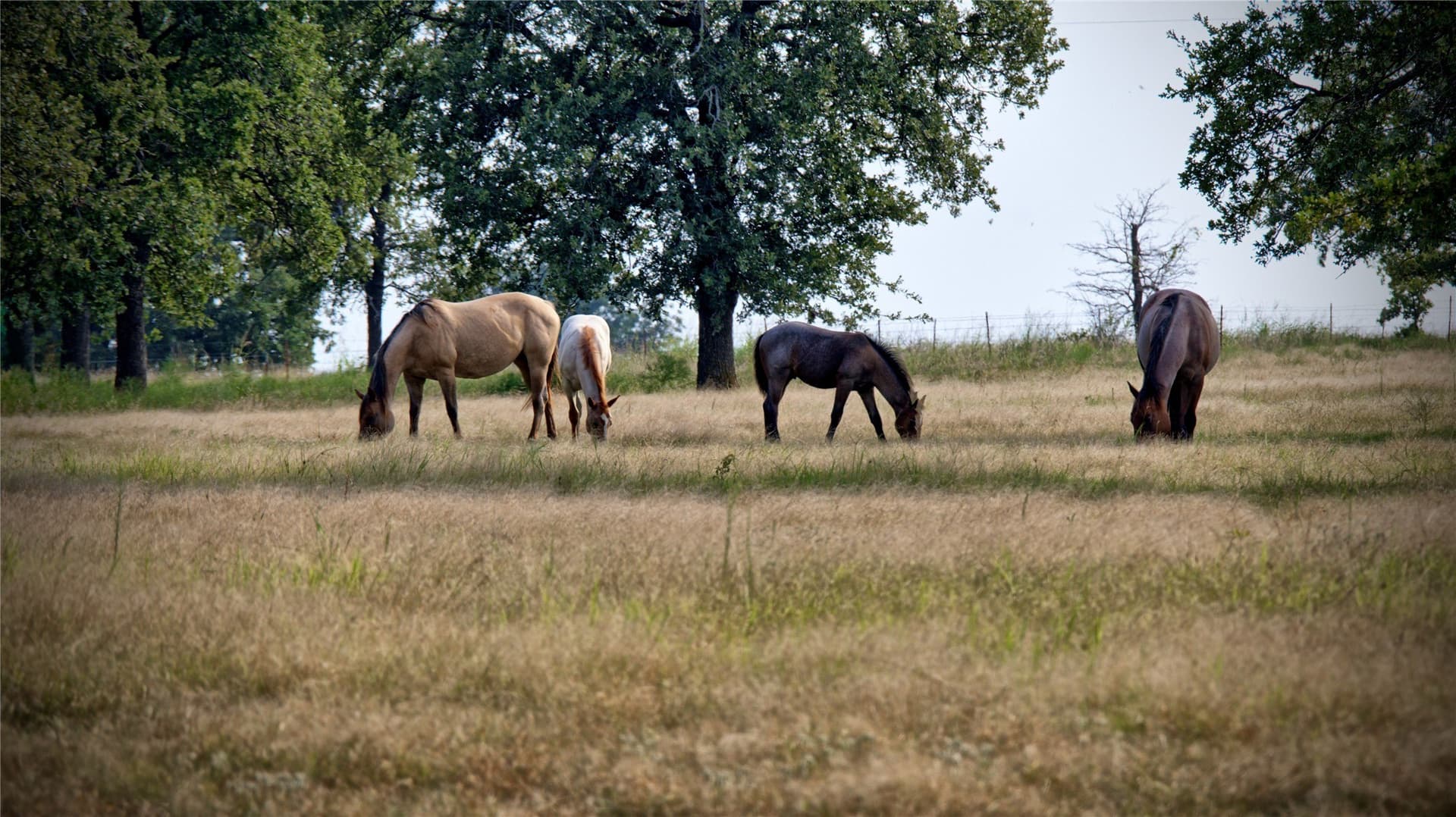 20 acres in Montague County - photo 10