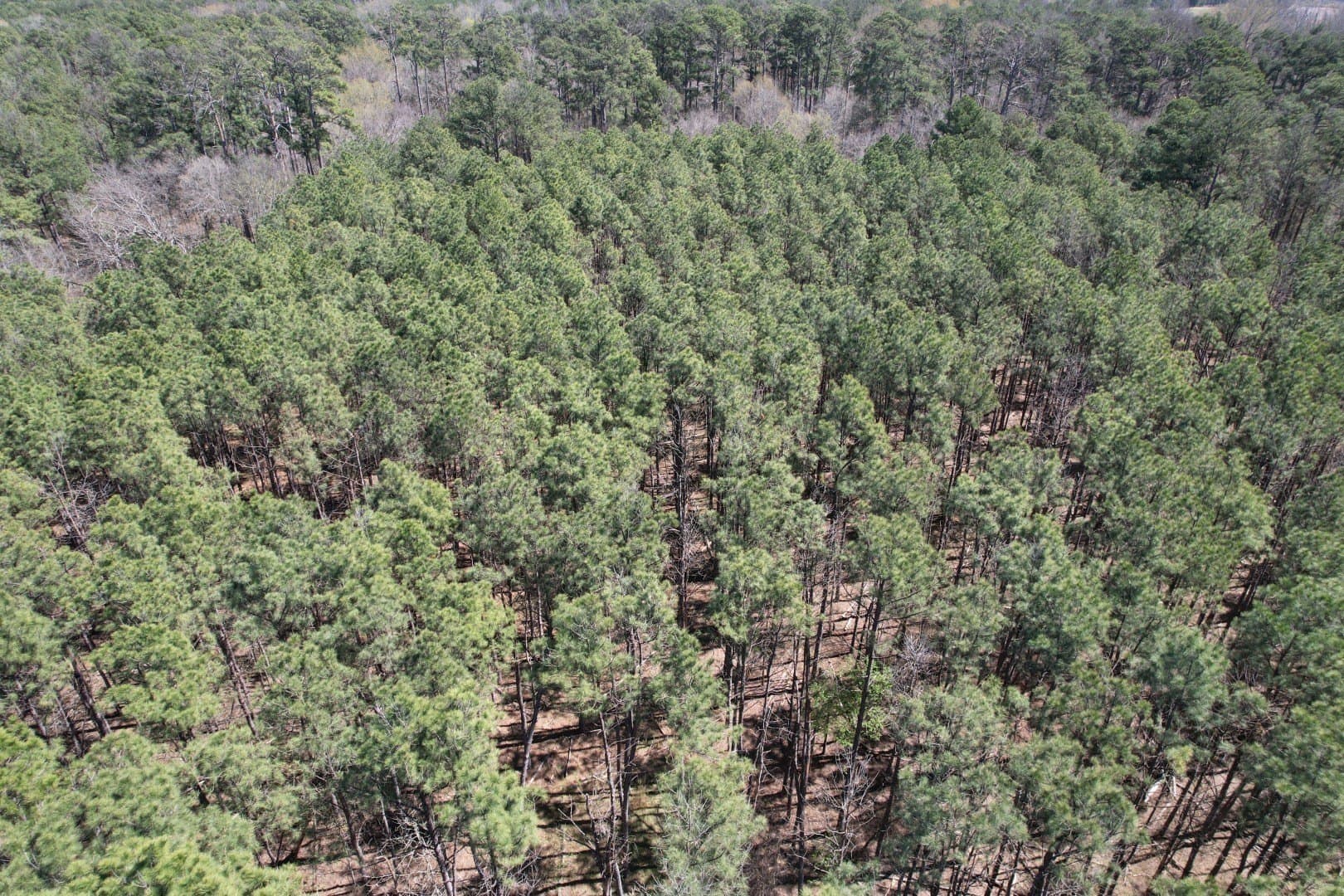 244.81 acres in Harrison County - photo 8