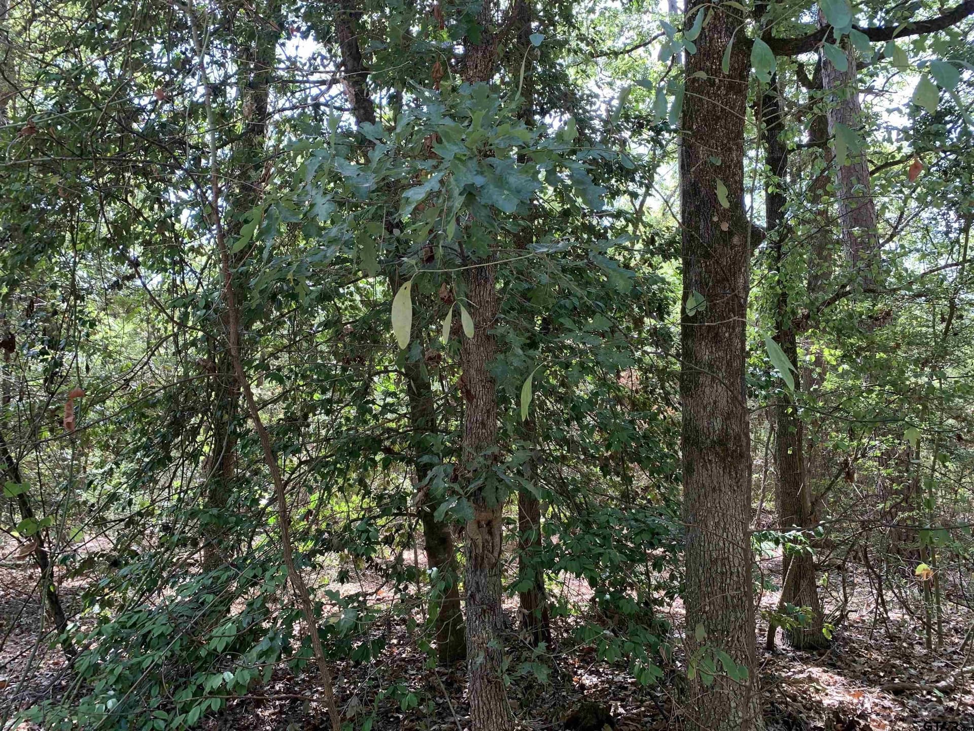 2.4 acres in Wood County - photo 3