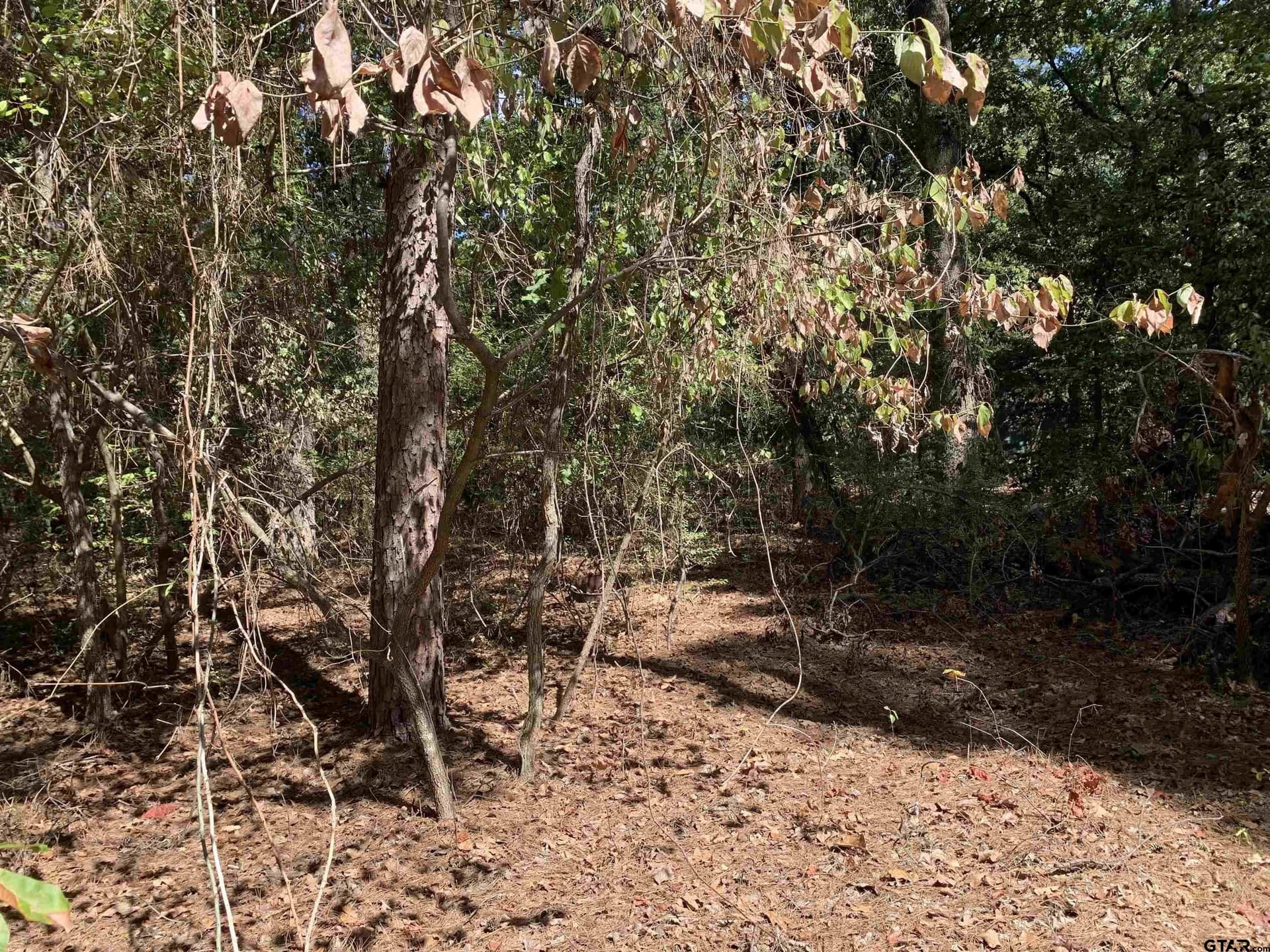 2.4 acres in Wood County - photo 5