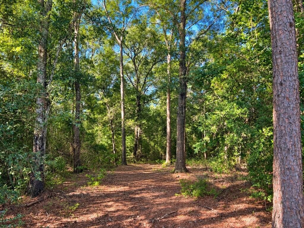 25.43 acres in Texas County - photo 5