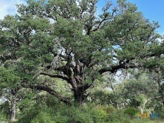 40 acres in DeWitt County - photo 9