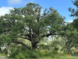 40 acres in DeWitt County - photo 3